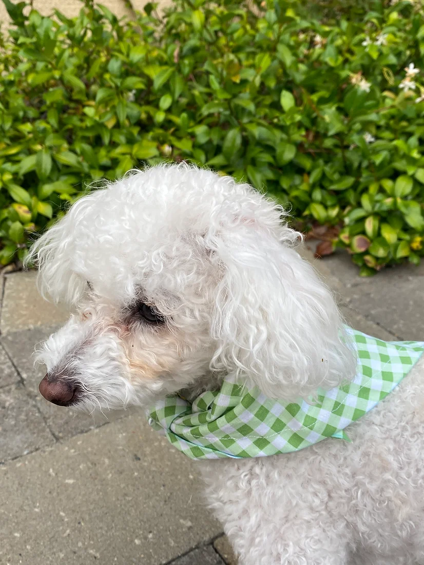 Green Gingham Bandana — view 2